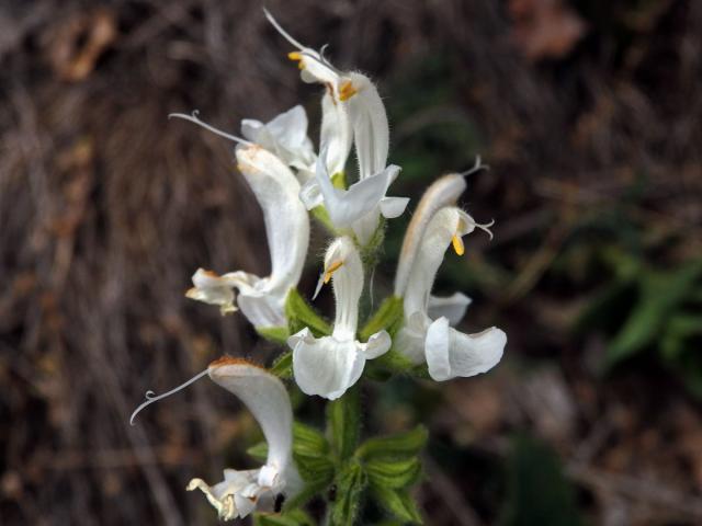 Šalvěj luční (Salvia pratensis L.) s bílými květy