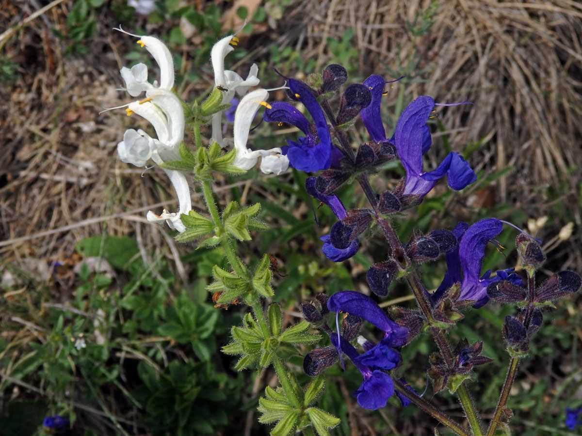 Šalvěj luční (Salvia pratensis L.) s bílými květy