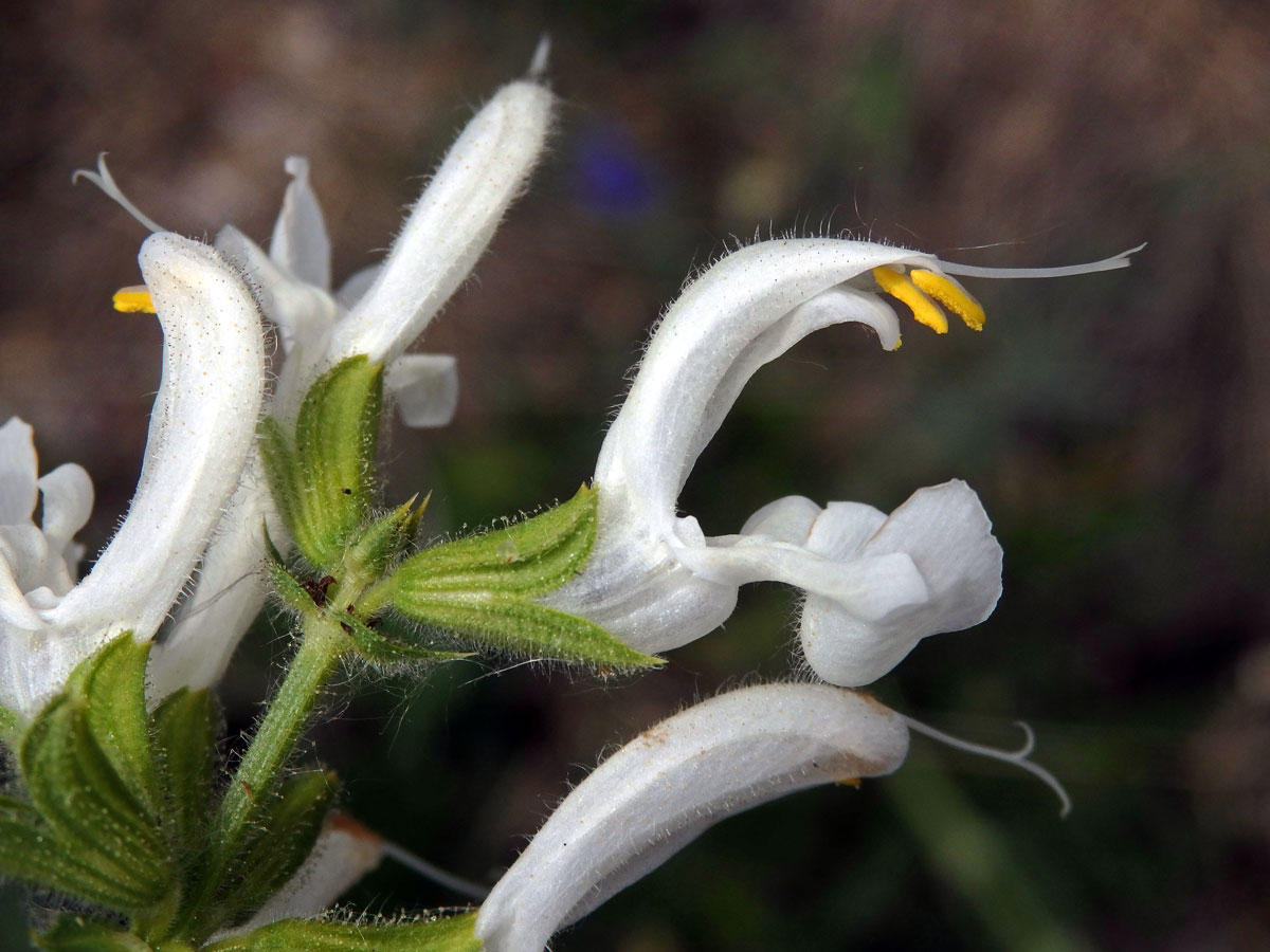 Šalvěj luční (Salvia pratensis L.) s bílými květy