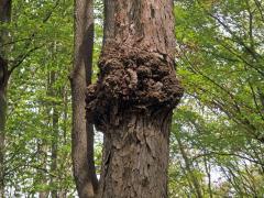 Javor klen (Acer pseudoplatanus L.) s nádorem na kmeni (31d)