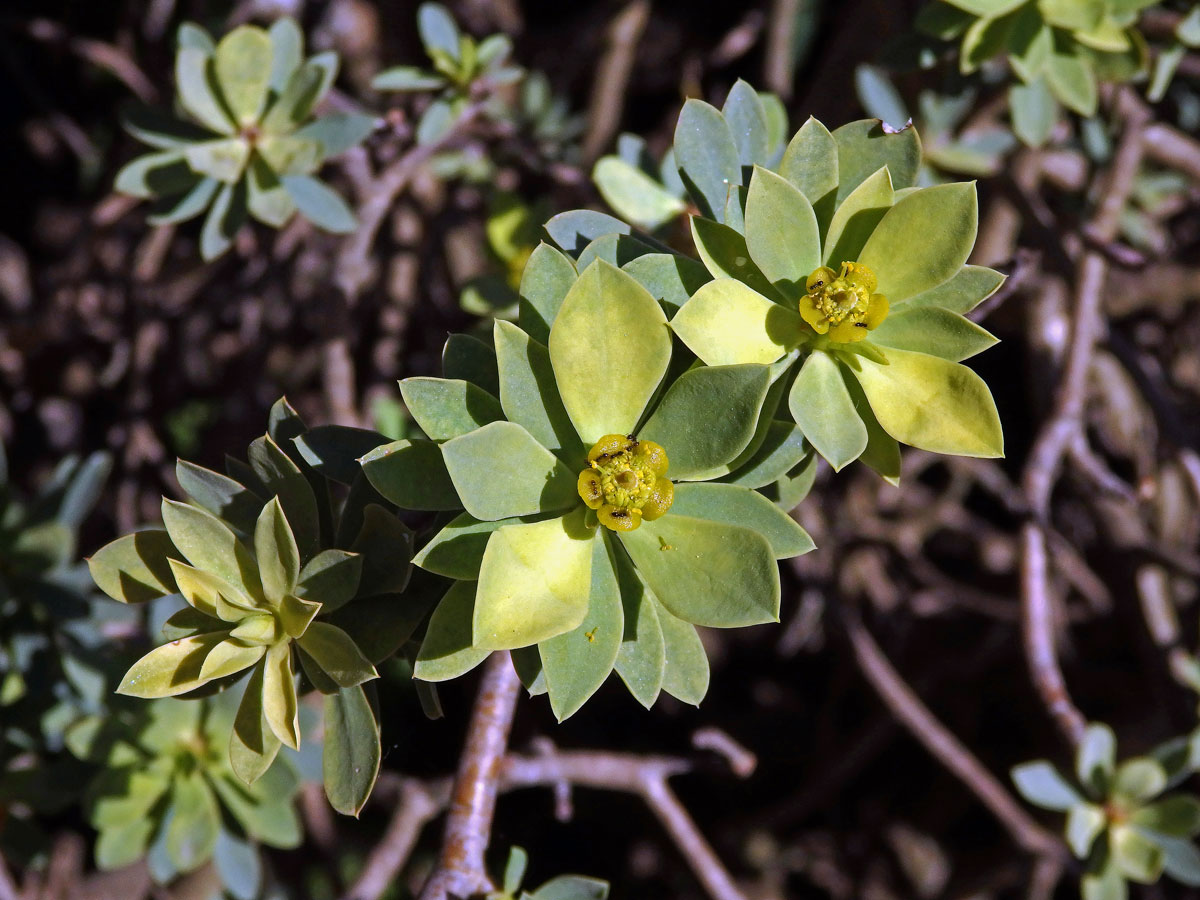 Pryšec (Euphorbia balsamifera Ait.)