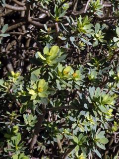 Pryšec (Euphorbia balsamifera Ait.)