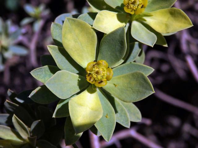 Pryšec (Euphorbia balsamifera Ait.)