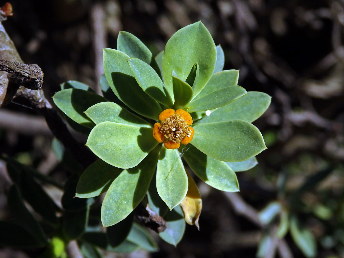 Pryšec (Euphorbia balsamifera Ait.)