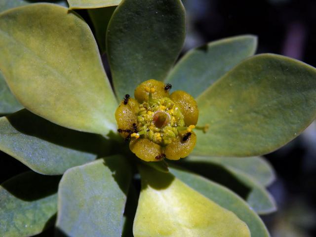 Pryšec (Euphorbia balsamifera Ait.)
