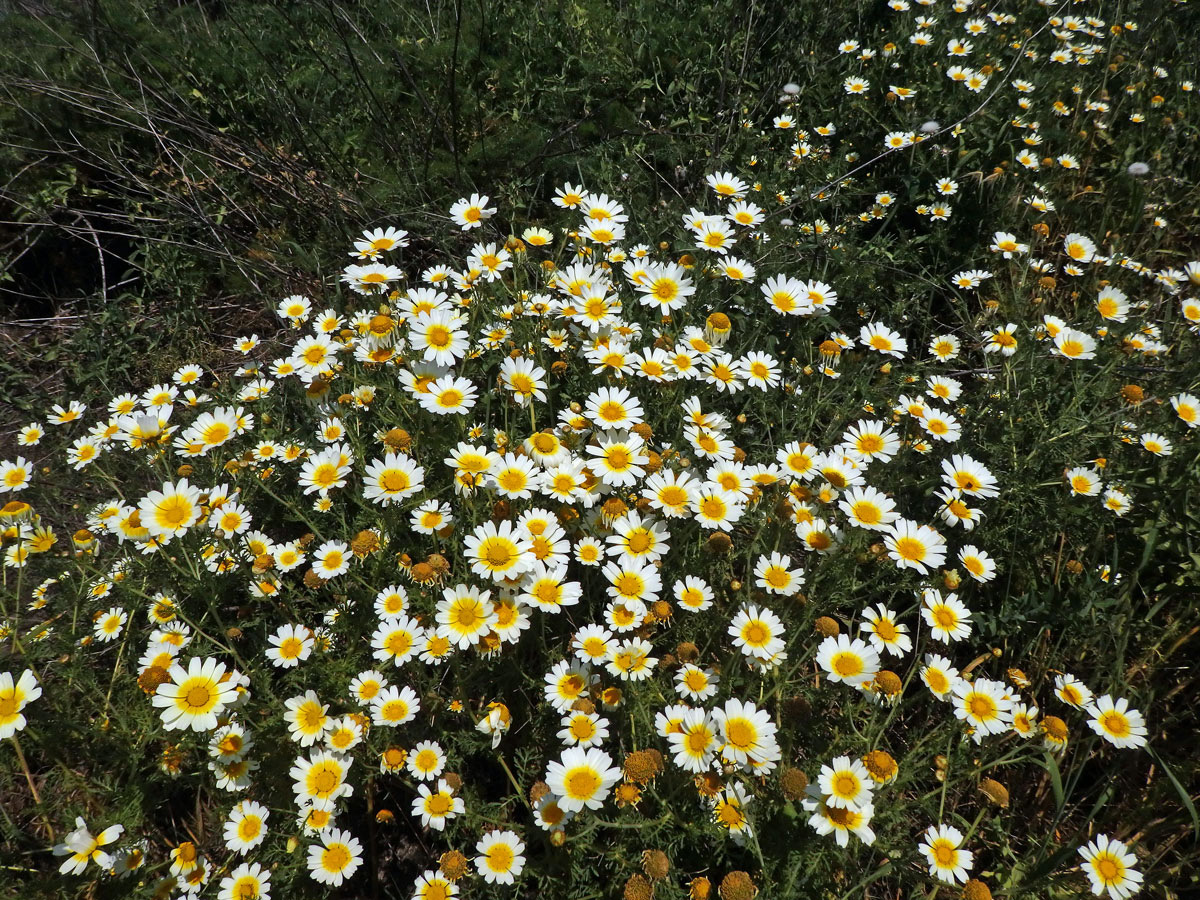 Kopretina věncová (Chrysanthemum coronarium L.)