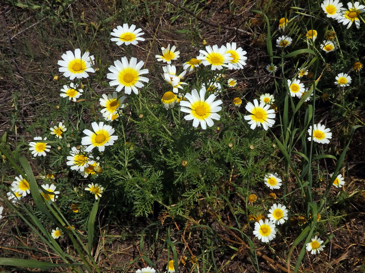 Kopretina věncová (Chrysanthemum coronarium L.)