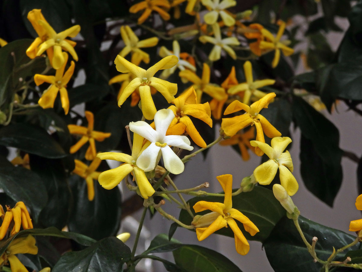 Hymenosporum flavum (Hook.) F. Muell.