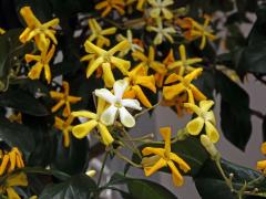 Hymenosporum flavum (Hook.) F. Muell.