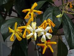 Hymenosporum flavum (Hook.) F. Muell.