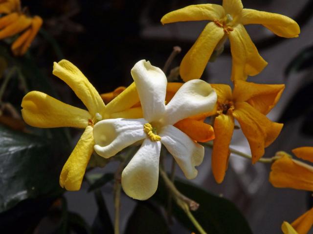 Hymenosporum flavum (Hook.) F. Muell.