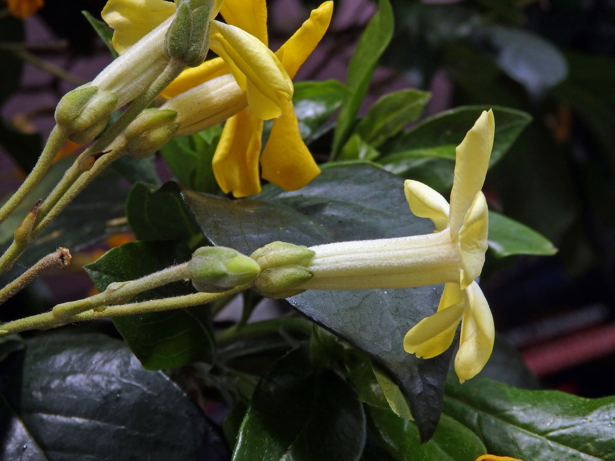 Hymenosporum flavum (Hook.) F. Muell.