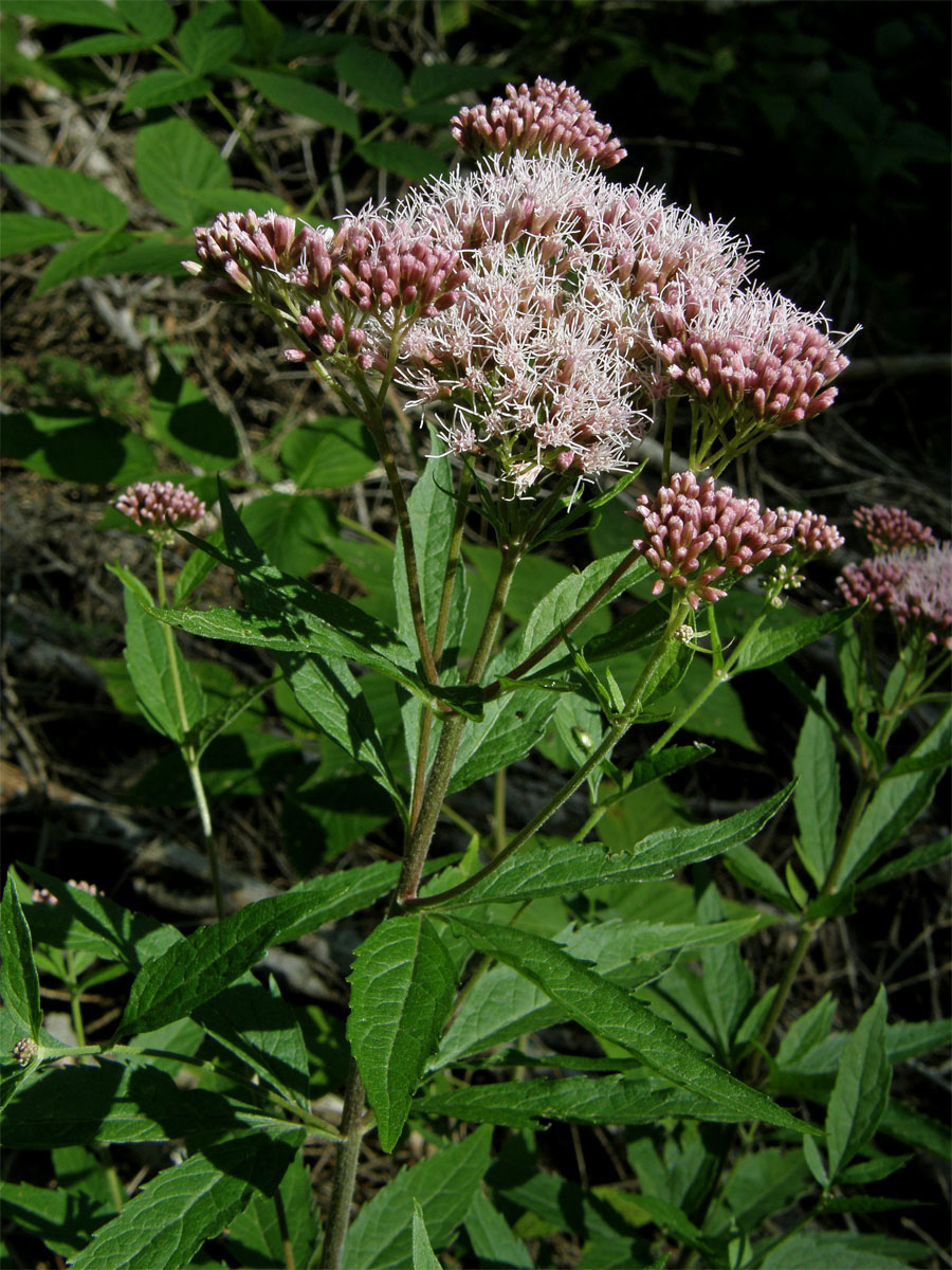 Sadec konopáč (Eupatorium cannabinum L.)