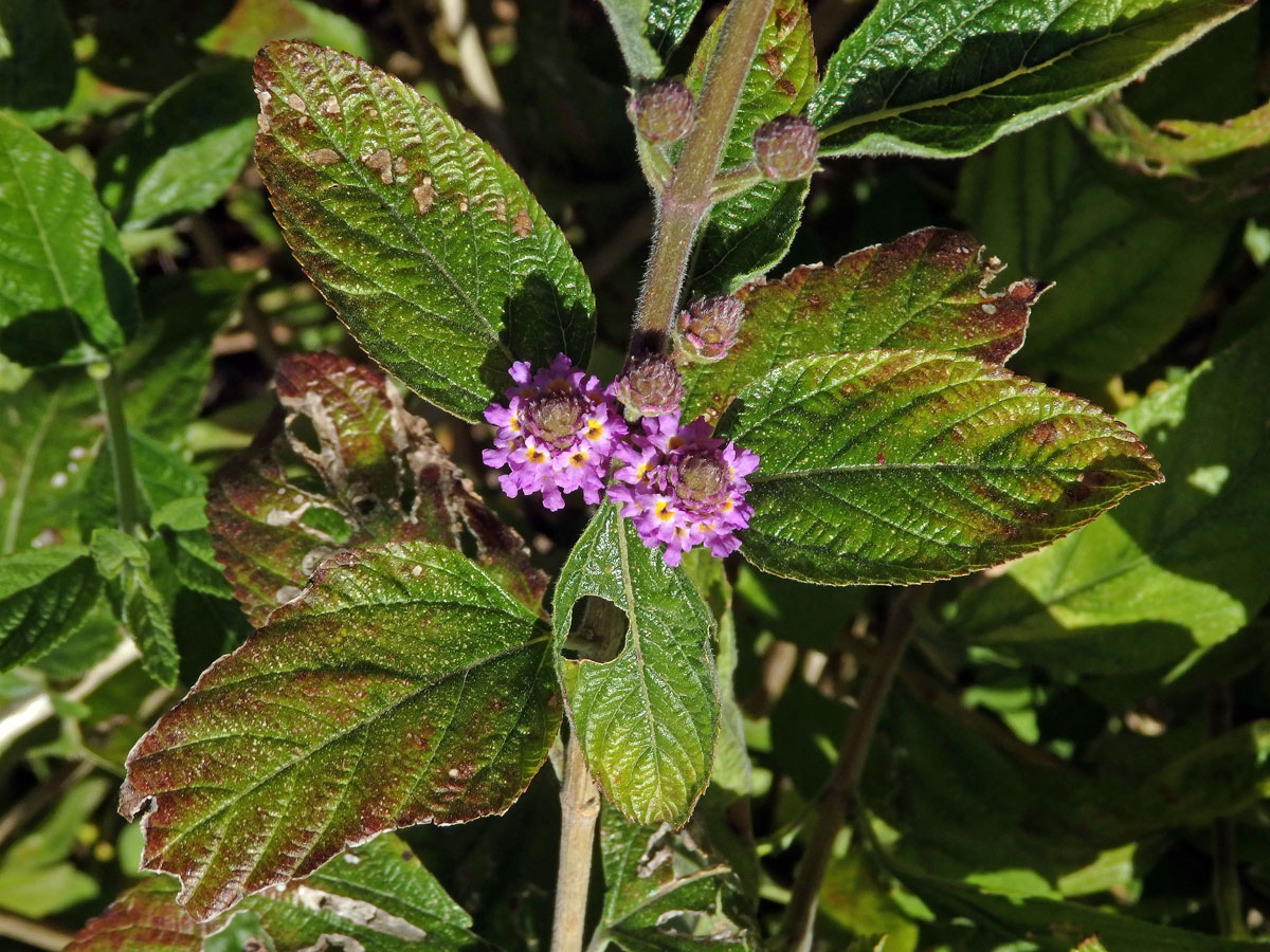 Lantána (Lantana viburnoides (Forssk.) Vahl)