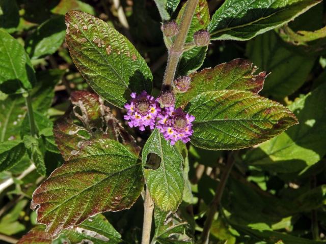 Lantána (Lantana viburnoides (Forssk.) Vahl)