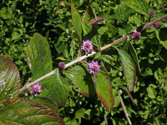 Lantána (Lantana viburnoides (Forssk.) Vahl)