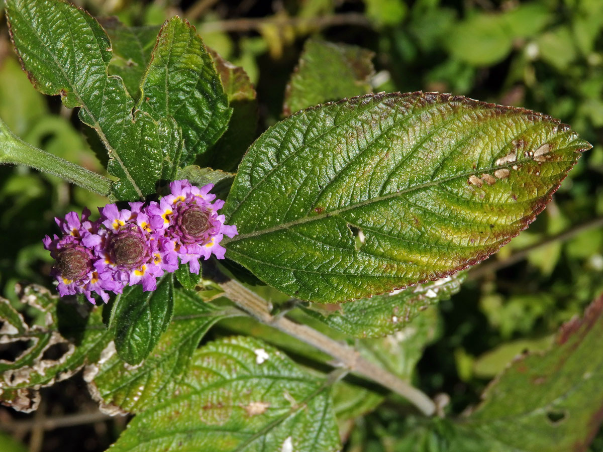 Lantána (Lantana viburnoides (Forssk.) Vahl)