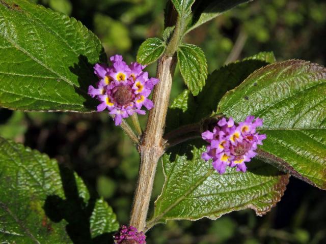 Lantána (Lantana viburnoides (Forssk.) Vahl)