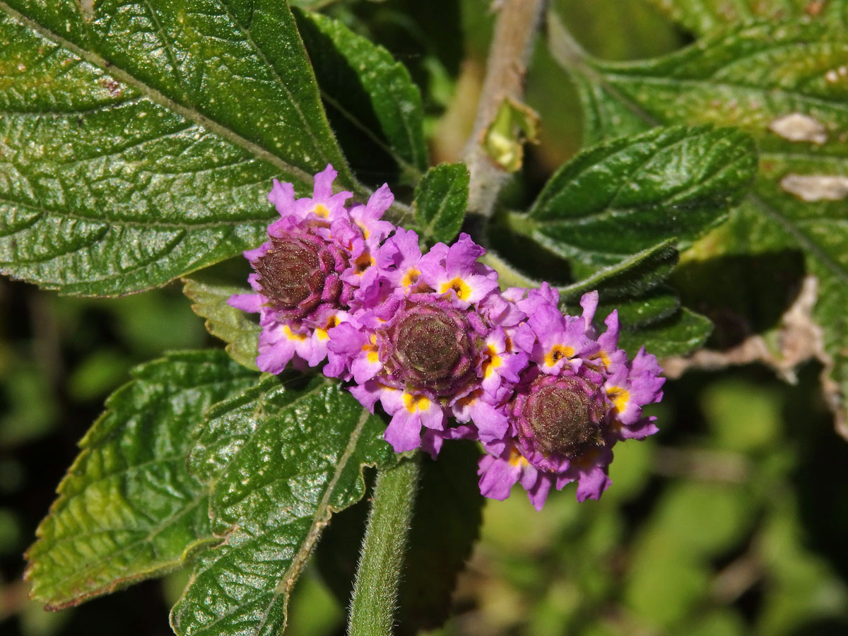 Lantána (Lantana viburnoides (Forssk.) Vahl)