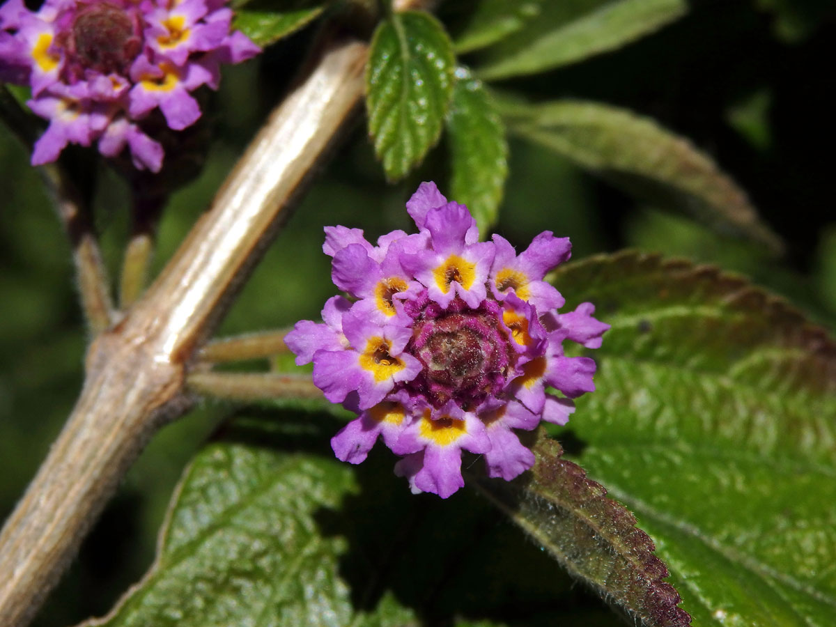 Lantána (Lantana viburnoides (Forssk.) Vahl)