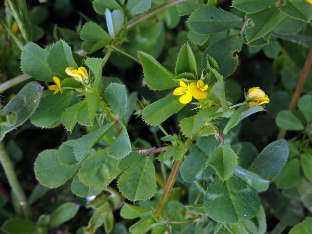 Tolice mnohotvará (Medicago polymorpha L.)