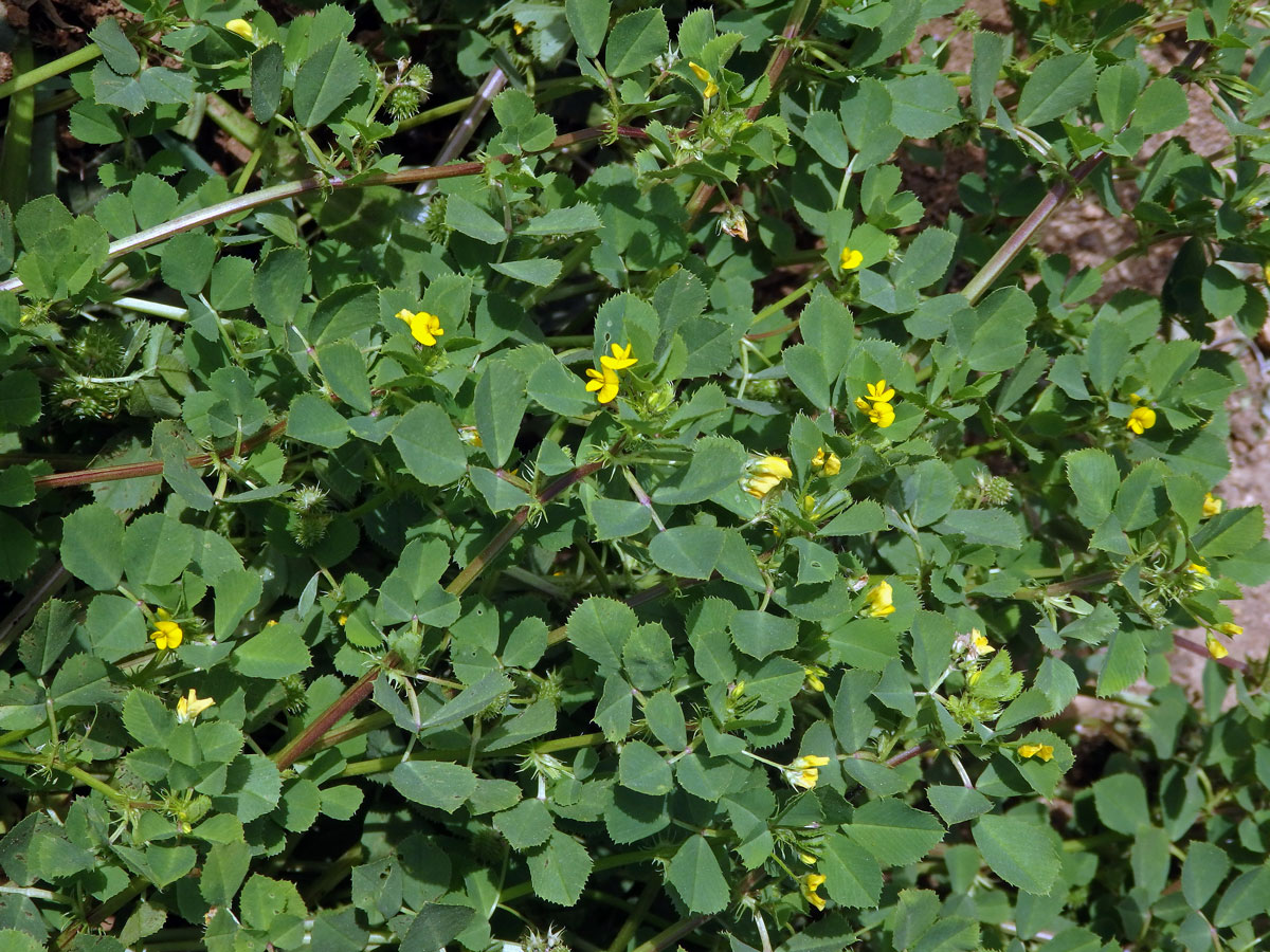 Tolice mnohotvará (Medicago polymorpha L.)