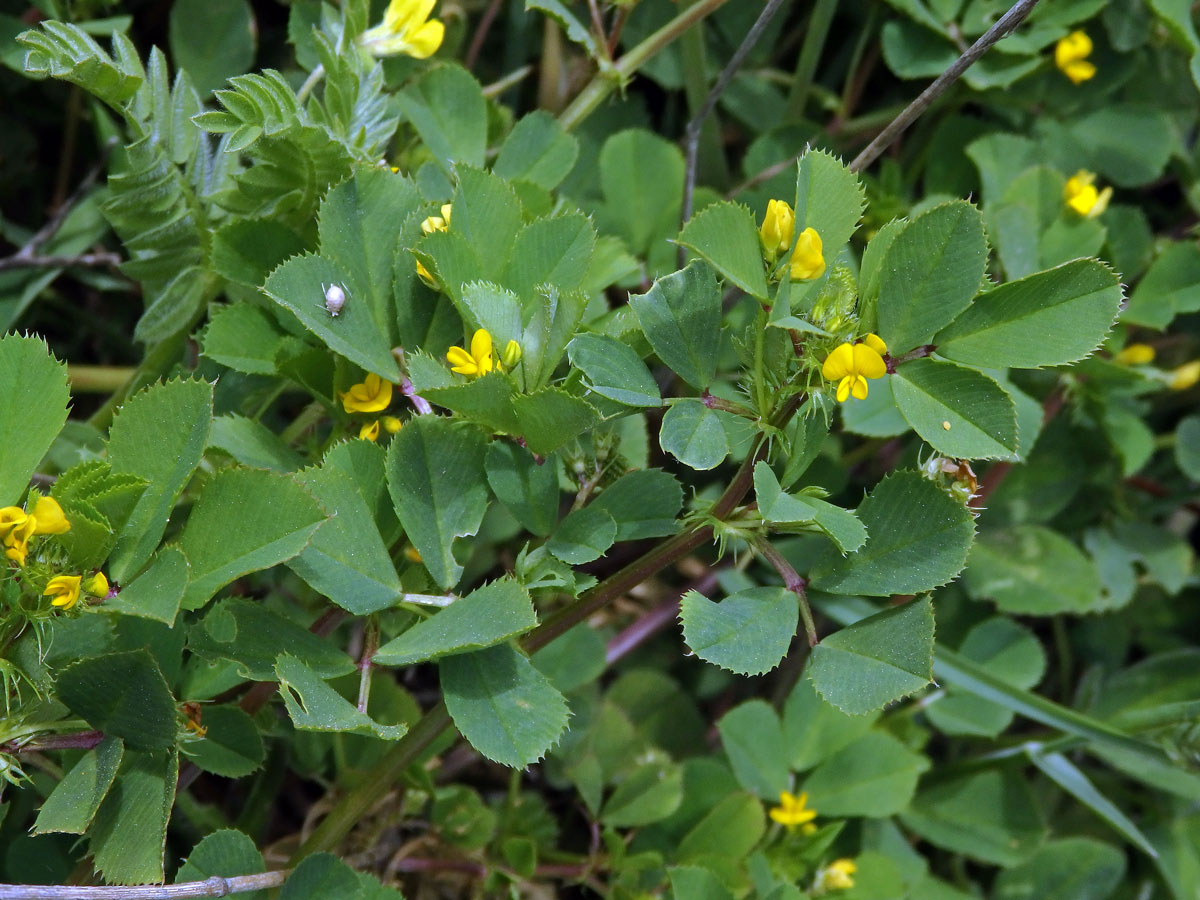 Tolice mnohotvará (Medicago polymorpha L.)