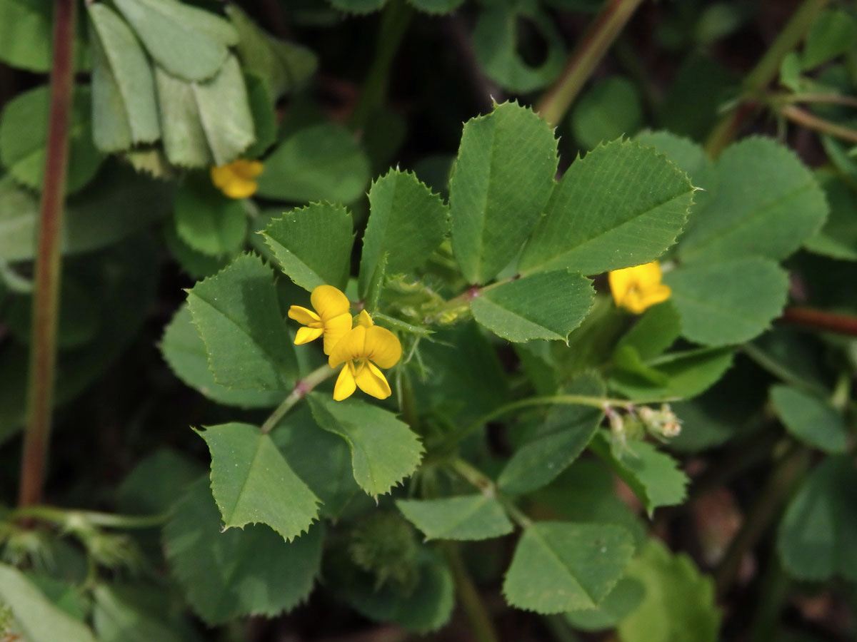 Tolice mnohotvará (Medicago polymorpha L.)