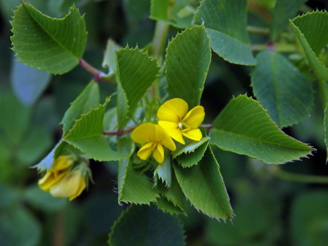 Tolice mnohotvará (Medicago polymorpha L.)