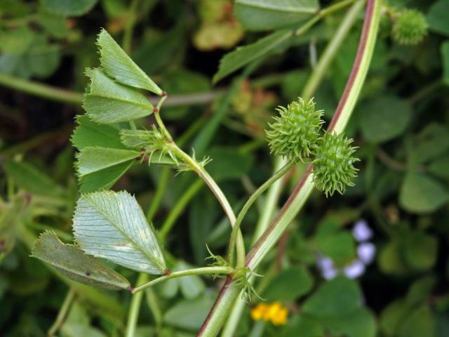 Tolice mnohotvará (Medicago polymorpha L.)