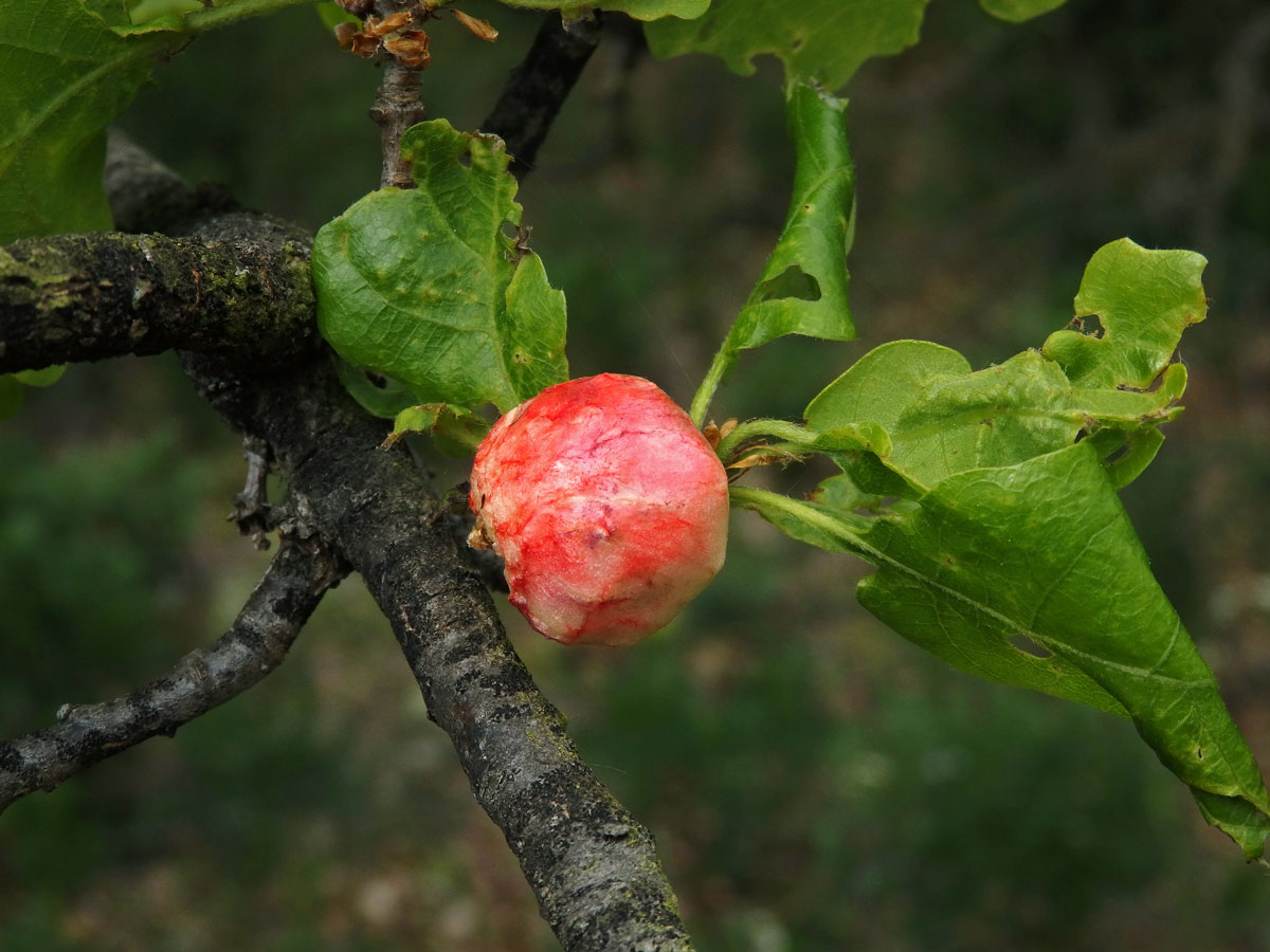 Hálky žlabatky bezkřídlé (Biorhiza aptera), dub pýřitý