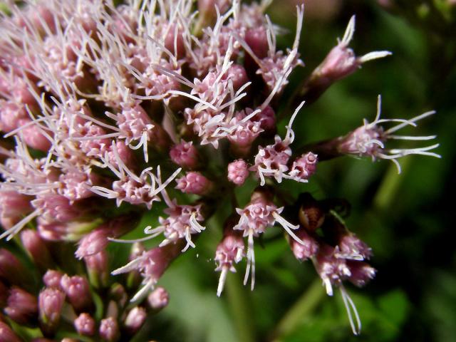 Sadec konopáč (Eupatorium cannabinum L.)