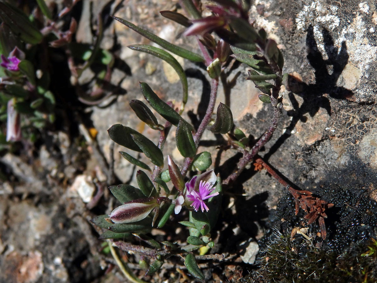 Vítod skalní (Polygala rupestris Pourret)