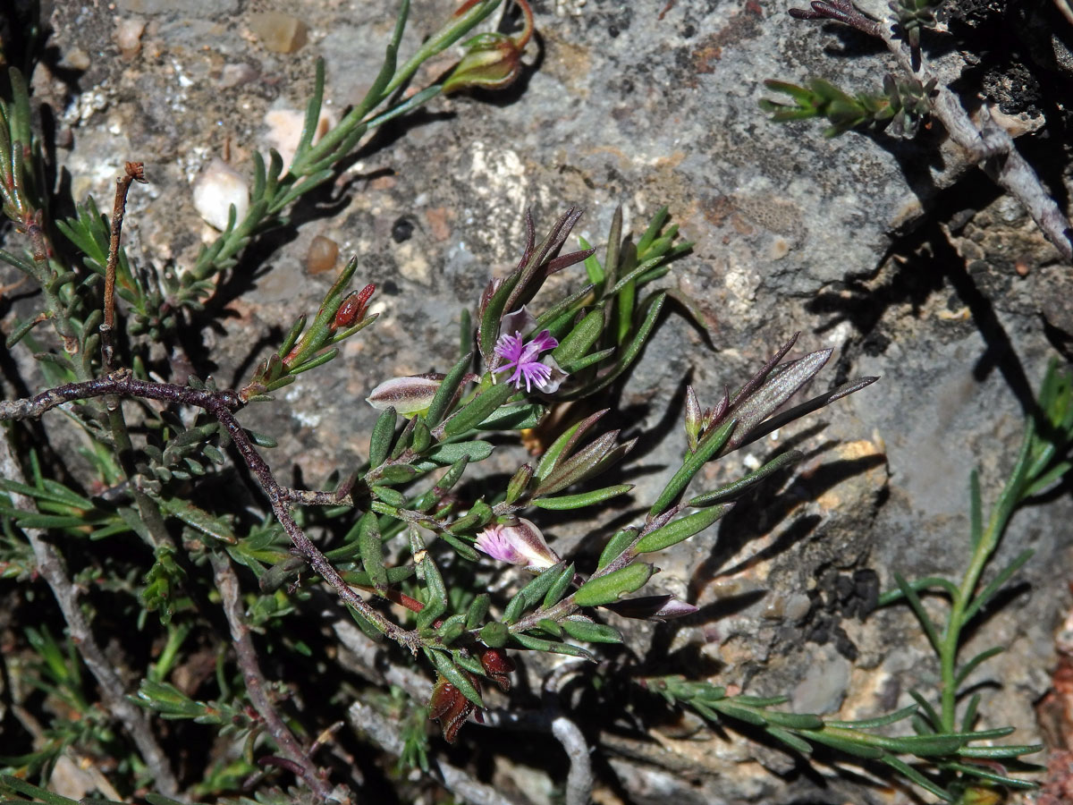 Vítod skalní (Polygala rupestris Pourret)