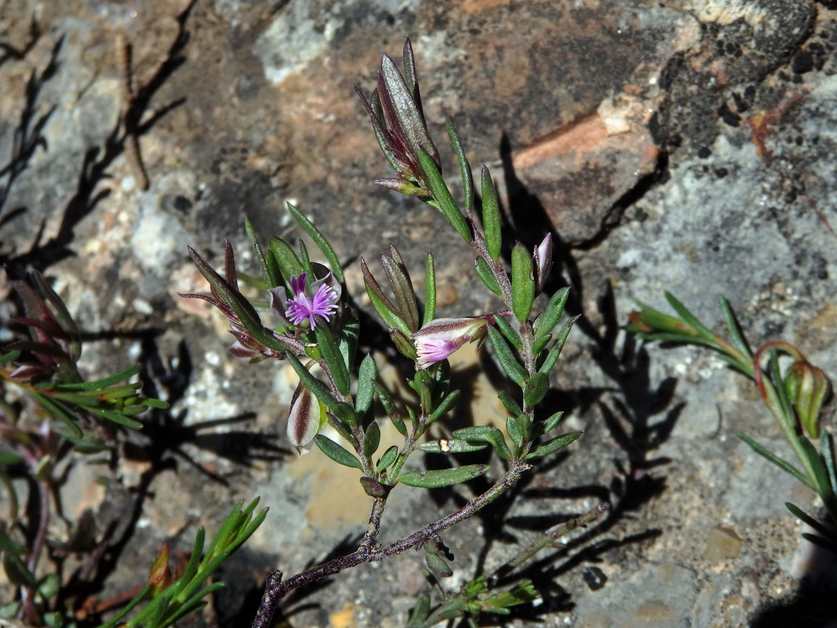 Vítod skalní (Polygala rupestris Pourret)