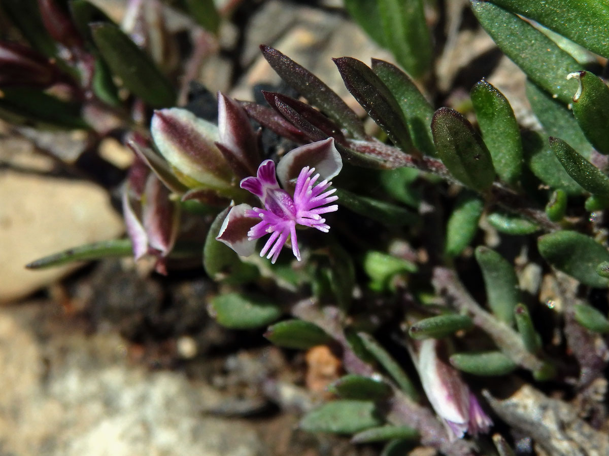 Vítod skalní (Polygala rupestris Pourret)