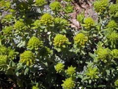 Ožanka polejová (Teucrium polium subsp. aureum (Schreber) Arcangeli)    