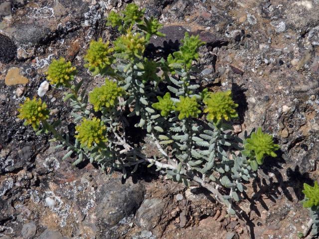 Ožanka polejová (Teucrium polium subsp. aureum (Schreber) Arcangeli)