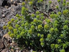Ožanka polejová (Teucrium polium subsp. aureum (Schreber) Arcangeli)