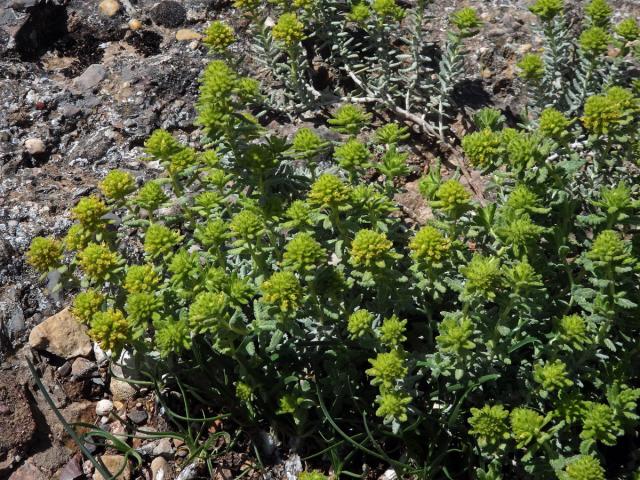 Ožanka polejová (Teucrium polium subsp. aureum (Schreber) Arcangeli)