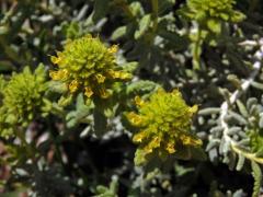 Ožanka polejová (Teucrium polium subsp. aureum (Schreber) Arcangeli)