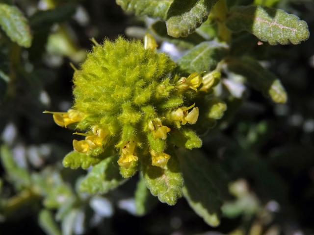 Ožanka polejová (Teucrium polium subsp. aureum (Schreber) Arcangeli)