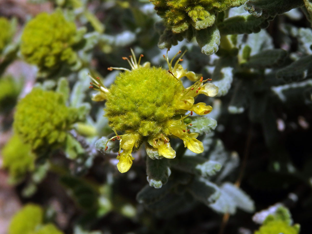 Ožanka polejová (Teucrium polium subsp. aureum (Schreber) Arcangeli)