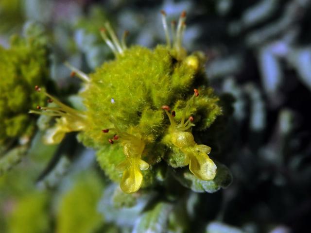 Ožanka polejová (Teucrium polium subsp. aureum (Schreber) Arcangeli)