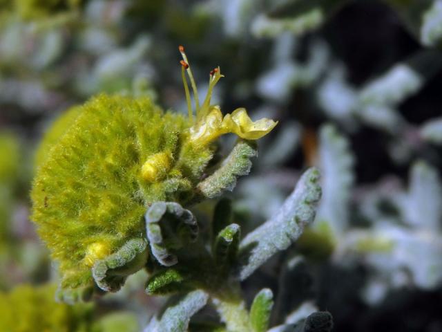 Ožanka polejová (Teucrium polium subsp. aureum (Schreber) Arcangeli)