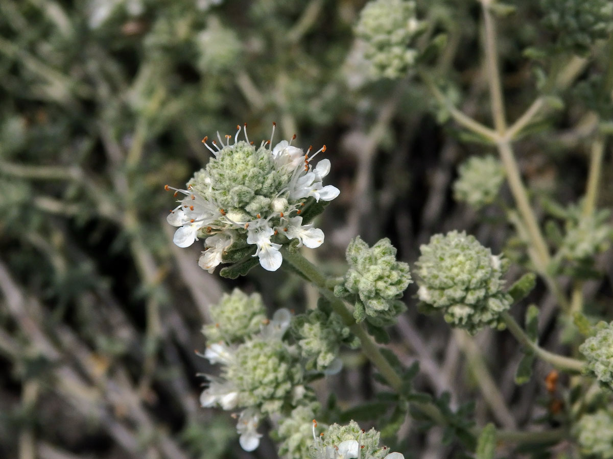 Ožanka (Teucrium lusitanicum Schreb.)