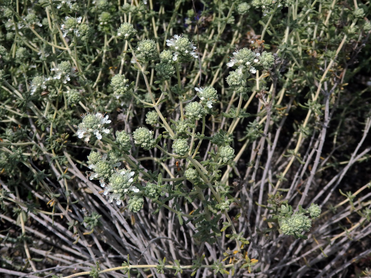 Ožanka (Teucrium lusitanicum Schreb.)