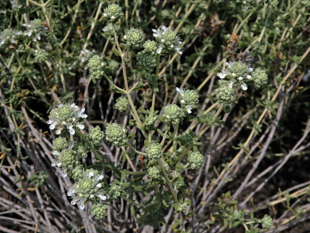 Ožanka (Teucrium lusitanicum Schreb.)