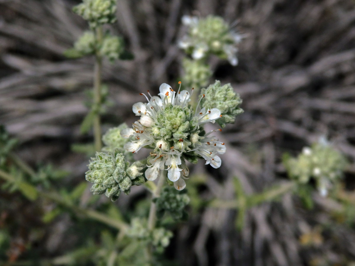 Ožanka (Teucrium lusitanicum Schreb.)