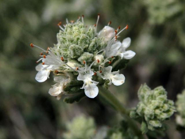 Ožanka (Teucrium lusitanicum Schreb.)